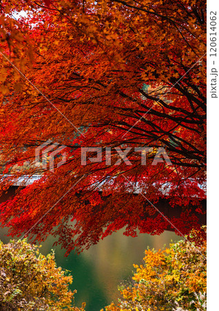 真っ赤の紅葉ともみじ湖 真っ赤の紅葉ともみじ湖 120614062