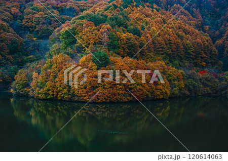 もみじ湖の紅葉　箕輪町 120614063