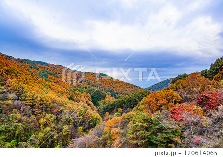 もみじ湖の秋 箕輪町 もみじ湖の秋 箕輪町 120614065