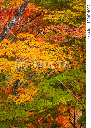 秋のもみじ湖　箕輪町 120614067