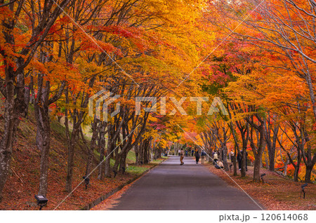 もみじのトンネル　もみじ湖 120614068