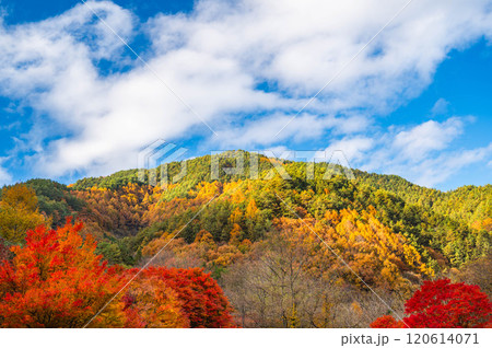 秋晴れの紅葉した山と青空 120614071