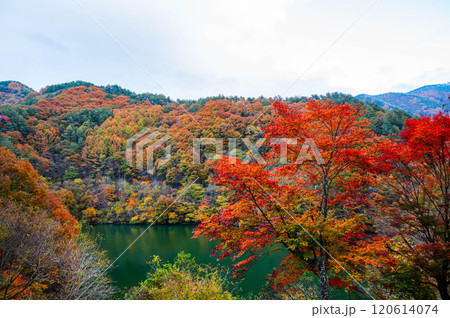 秋のもみじ湖 箕輪町 秋のもみじ湖 箕輪町 120614074