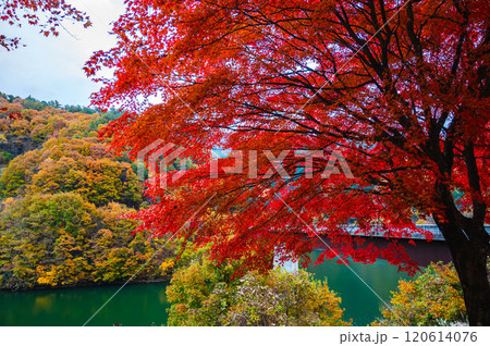 真っ赤の紅葉ともみじ湖 120614076