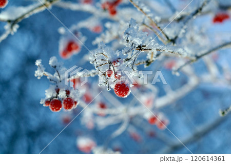 Red berries of viburnum with hoarfrost 120614361