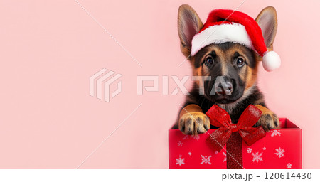 Adorable German Shepherd puppy wearing festive Santa hat, peeking out from vibrant red gift box decorated with glittery bow. Ideal for Christmas promotions, pet-related advertisements, holiday designs 120614430