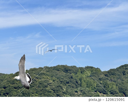 Black Tailed Gull 120615091