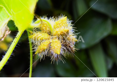 アレチウリの果実 長野県 アレチウリの果実 長野県 120615845