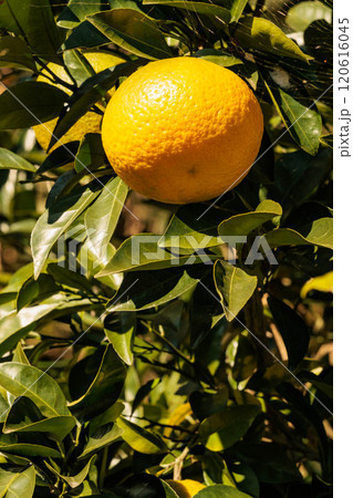 木に実ったミカン 120616045