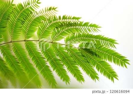 エバーフレッシュ　緑のある風景 120616094