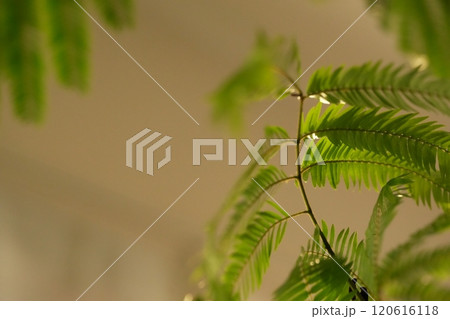 エバーフレッシュ　緑のある風景 120616118