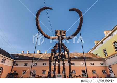 Skeleton of Mammoth in Courtyard of National Museum of Kikinda Skeleton of Mammoth in Courtyard of National Museum of Kikinda 120616247