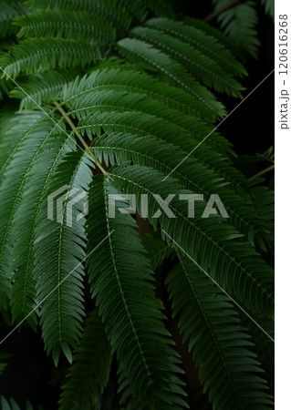 エバーフレッシュ　緑のある風景 120616268