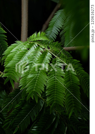 エバーフレッシュ 緑のある風景 エバーフレッシュ 緑のある風景 120616273