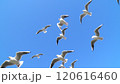 ユリカモメの飛翔 120616460