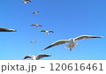 ユリカモメの飛翔 120616461