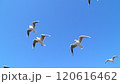 ユリカモメの飛翔 120616462