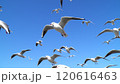 ユリカモメの飛翔 120616463