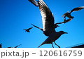 カモメの飛翔 120616759