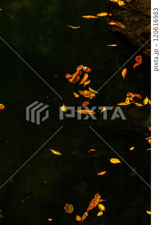 水面に浮かぶ落ち葉 120616983