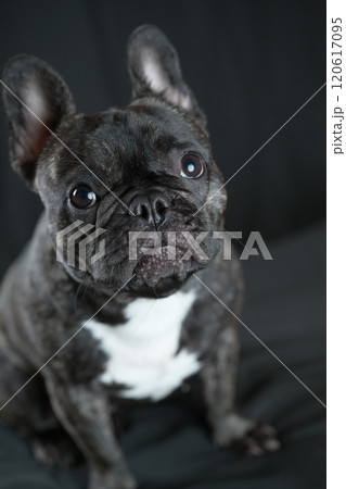 フレンチブルドッグ 120617095