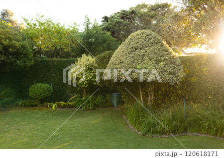 Outdoors, Sunlight shining through trees in beautifully landscaped garden with lush greenery, copy s Outdoors, Sunlight shining through trees in beautifully landscaped garden with lush greenery, copy s 120618171