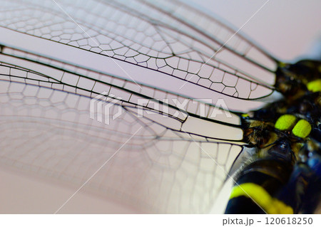 オニヤンマのマクロ撮影 120618250