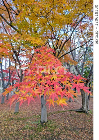 色取り取りの美しい紅葉 120618330