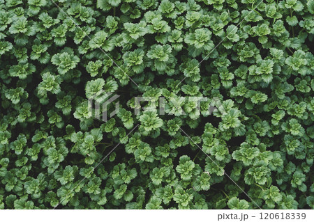 Close-up of dense, vibrant green leaves forming a natural, lush foliage background 120618339