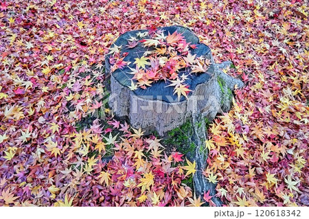 切り株に落ちたカラフルな紅葉 切り株に落ちたカラフルな紅葉 120618342