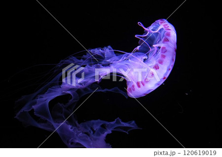 幻想的に泳ぐアカクラゲ 幻想的に泳ぐアカクラゲ 120619019