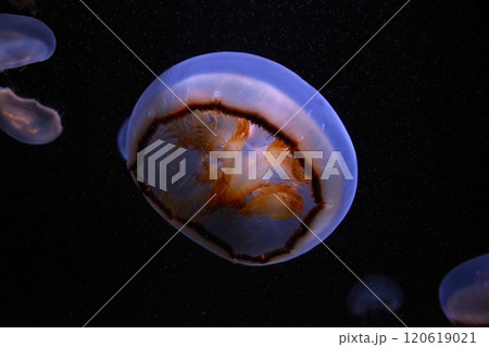 深海を漂うキタミズクラゲ 120619021