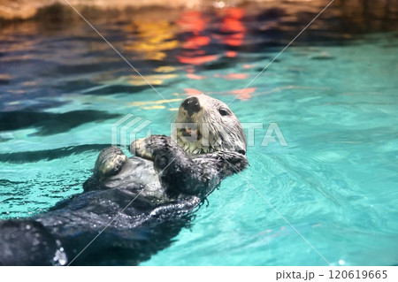 マリンワールド海ノ中道のリロちゃん マリンワールド海ノ中道のリロちゃん 120619665