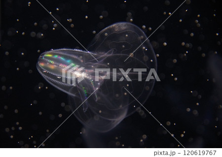 櫛板の反射が虹のように見えるカブトクラゲ 120619767