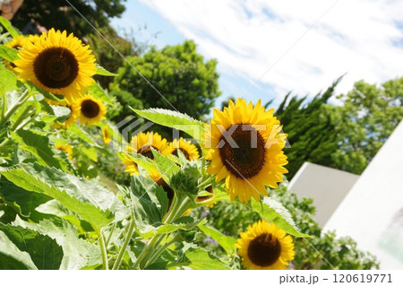 「淡路ファームパーク イングランドの丘」のひまわり 「淡路ファームパーク イングランドの丘」のひまわり 120619771