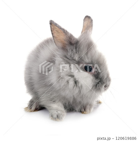 young Lionhead rabbit 120619886