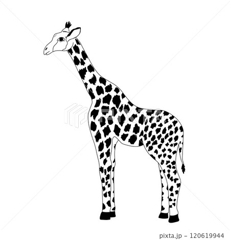 giraffe is an African wild animal. Vector stock illustration. Isolated on white background. Black and white silhouette. zoo 120619944