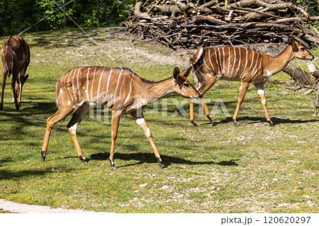 Nyala Antelope - Tragelaphus angasii. Wild life animal. Nyala Antelope - Tragelaphus angasii. Wild life animal. 120620297