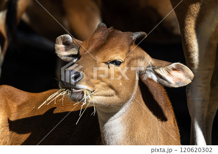 Banteng, Bos javanicus or Red Bull is a type of wild cattle. Banteng, Bos javanicus or Red Bull is a type of wild cattle. 120620302