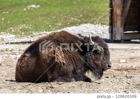 American buffalo known as bison, Bos bison in a german park American buffalo known as bison, Bos bison in a german park 120620309
