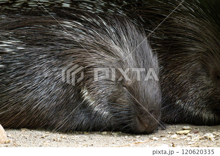 Indian crested Porcupine, Hystrix indica in a german nature park Indian crested Porcupine, Hystrix indica in a german nature park 120620335