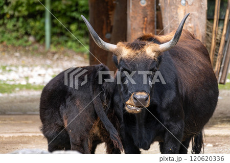 Heck cattle, Bos primigenius taurus or aurochs in a German park Heck cattle, Bos primigenius taurus or aurochs in a German park 120620336