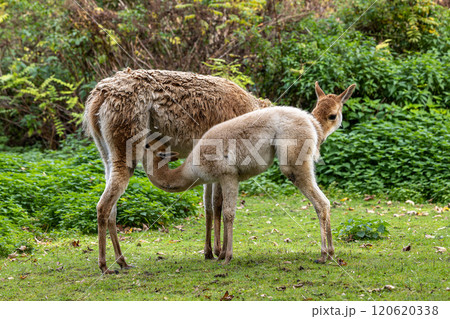 Baby Vicuna, Vicugna Vicugna, relatives of the llama 120620338