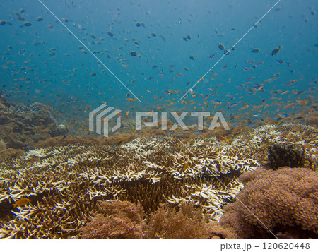 Blue ocean with schools of fish over a tropical coral reef of staghorn coral 120620448