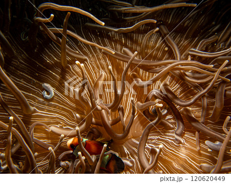 An amazingly beautiful pattern of a sea anemone. Underwater macro photo of patterns in nature 120620449