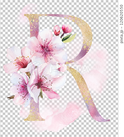 Watercolor and golden letter R with pink cherry flowers and buds, wedding sakura isolated element 120620550