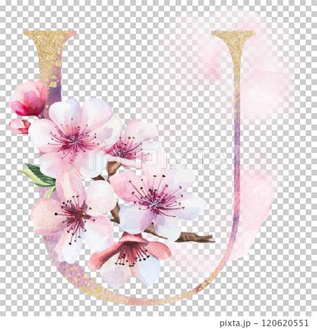 Watercolor and golden letter U with pink cherry flowers and buds, wedding sakura isolated element 120620551