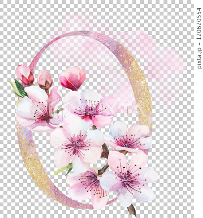 Watercolor and golden number 0 with pink cherry flowers and buds, wedding sakura isolated element 120620554