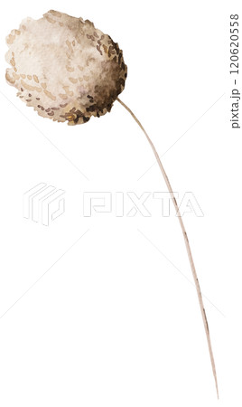 Watercolor dried rabbit's tail grass, biege tropical wedding element, Bohemian illustration Watercolor dried rabbit's tail grass, biege tropical wedding element, Bohemian illustration 120620558