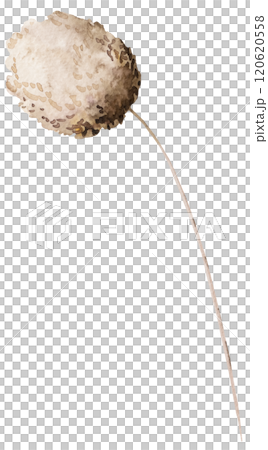 Watercolor dried rabbit's tail grass, biege tropical wedding element, Bohemian illustration Watercolor dried rabbit's tail grass, biege tropical wedding element, Bohemian illustration 120620558